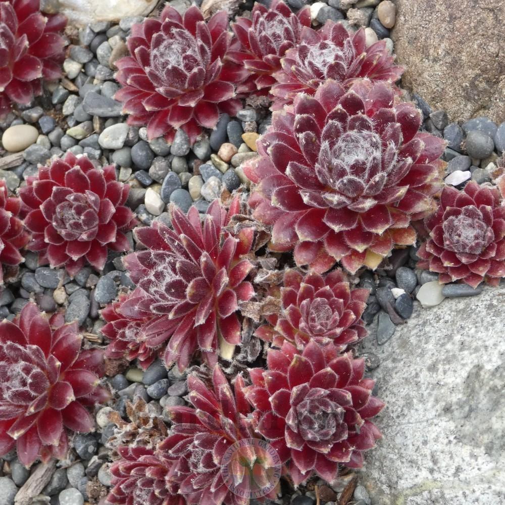 Photo of Hen and Chicks (Sempervivum 'Pacific Hazy Embers') uploaded by Patty