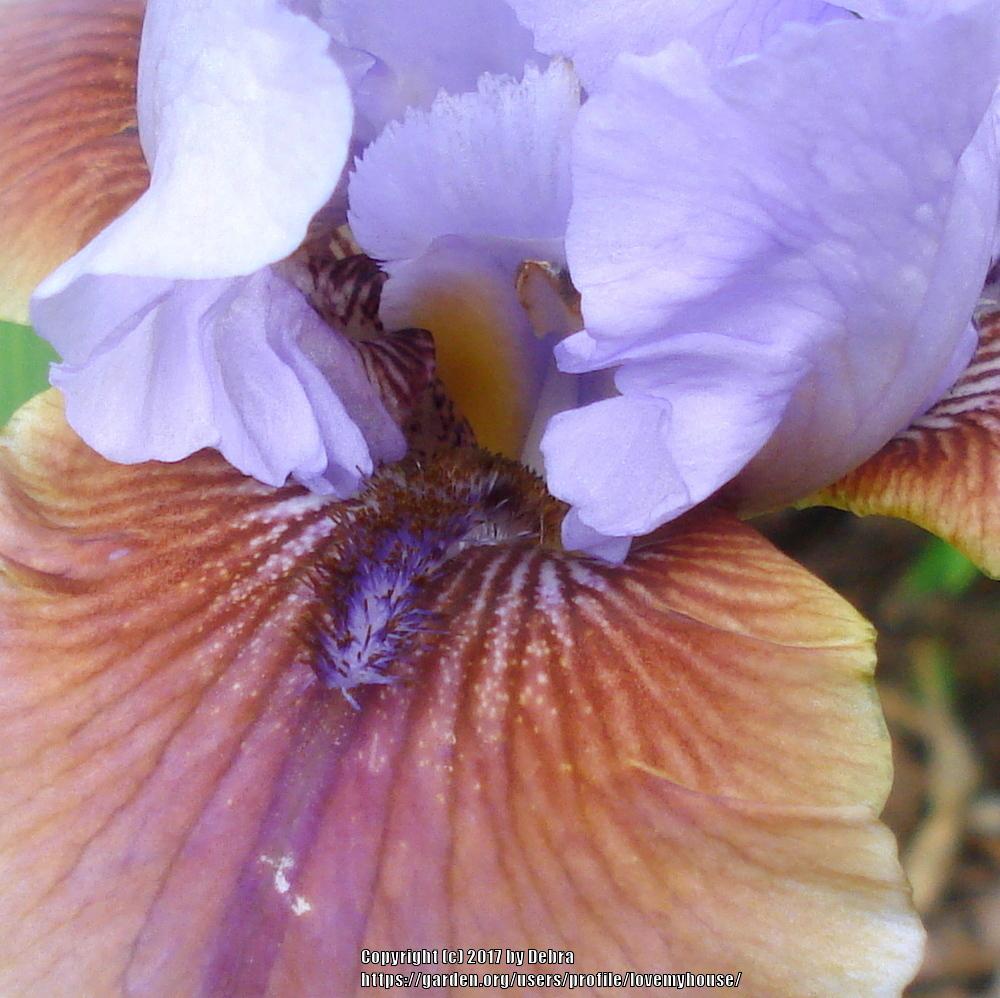 Photo of Tall Bearded Iris (Iris 'Witching') uploaded by lovemyhouse
