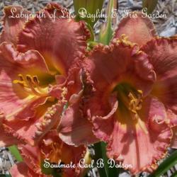 Location: Labyrinth of Life Day Lily and Iris Garden, Smithville, Mo
Date: 2014-07-22