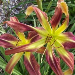Location: Labyrinth of Life Day Lily and Iris Garden, Smithville, Mo
Date: 2014-07-10