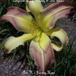 Location: Labyrinth of Life Day Lily and Iris Garden, Smithville, Mo
Date: 2014-07-24