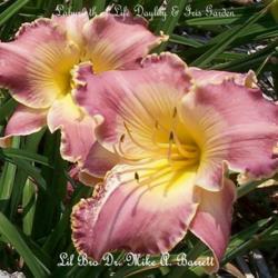 Location: Labyrinth of Life Day Lily and Iris Garden, Smithville, Mo
Date: 2014-07-19