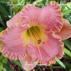 Location: Labyrinth of Life Day Lily and Iris Garden, Smithville, Mo
Date: 2015-12-27