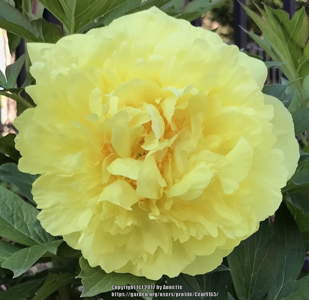 Photo of Intersectional Peony (Paeonia Yumi™) uploaded by Cem9165