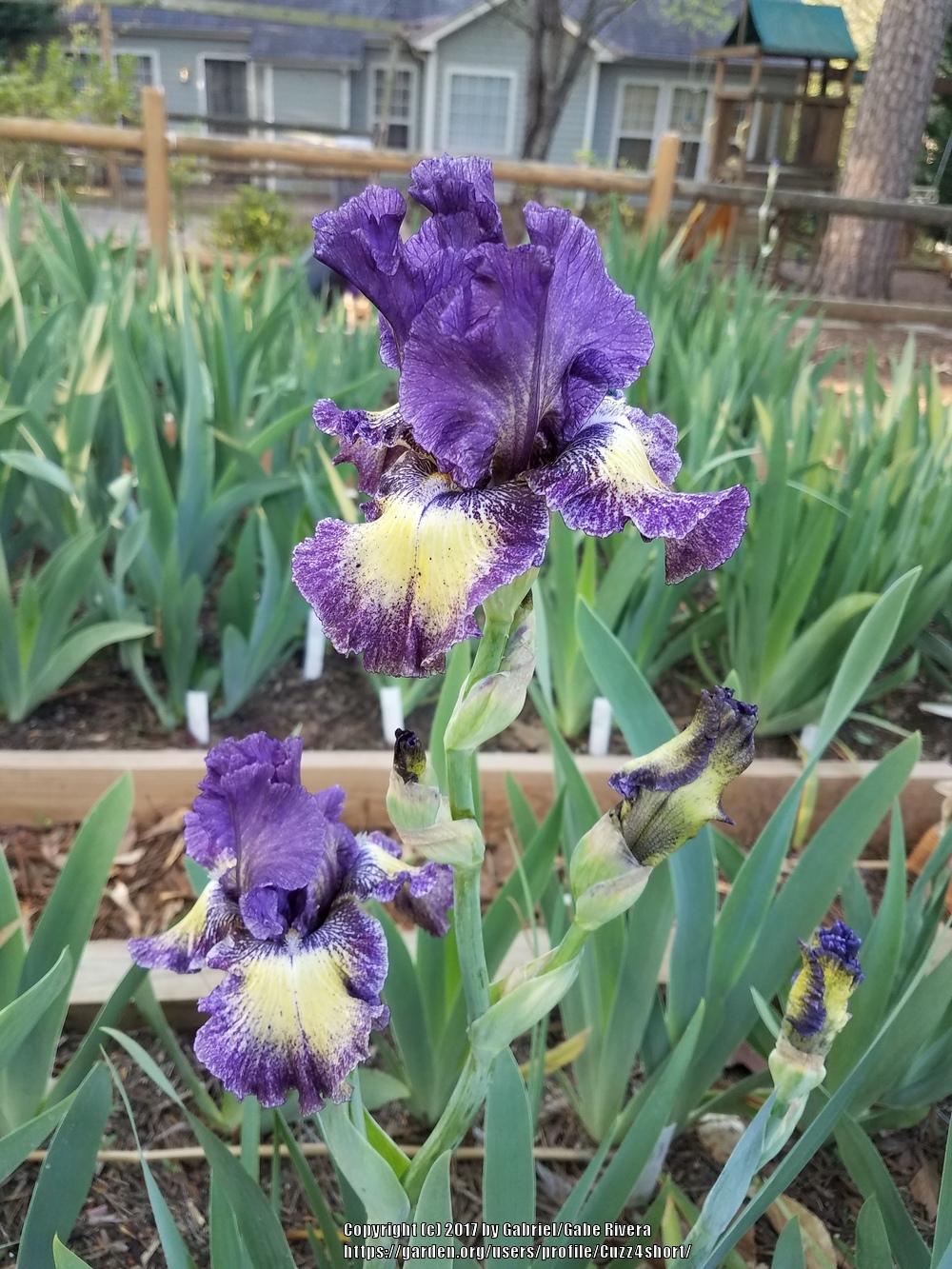 Photo of Tall Bearded Iris (Iris 'Foolish Dreamer') uploaded by Cuzz4short