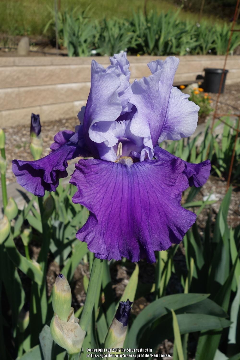 Photo of Tall Bearded Iris (Iris 'Mystique') uploaded by Henhouse