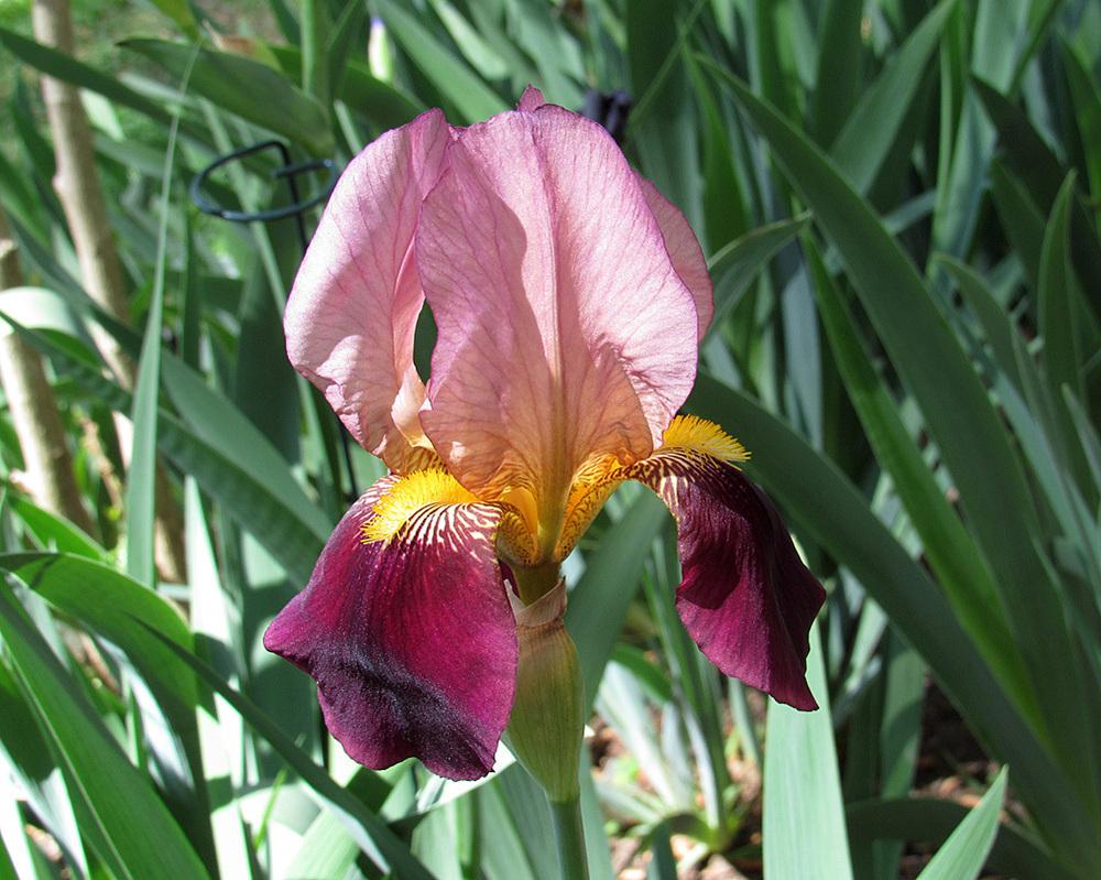 Photo of Tall Bearded Iris (Iris 'Indian Chief') uploaded by Lestv
