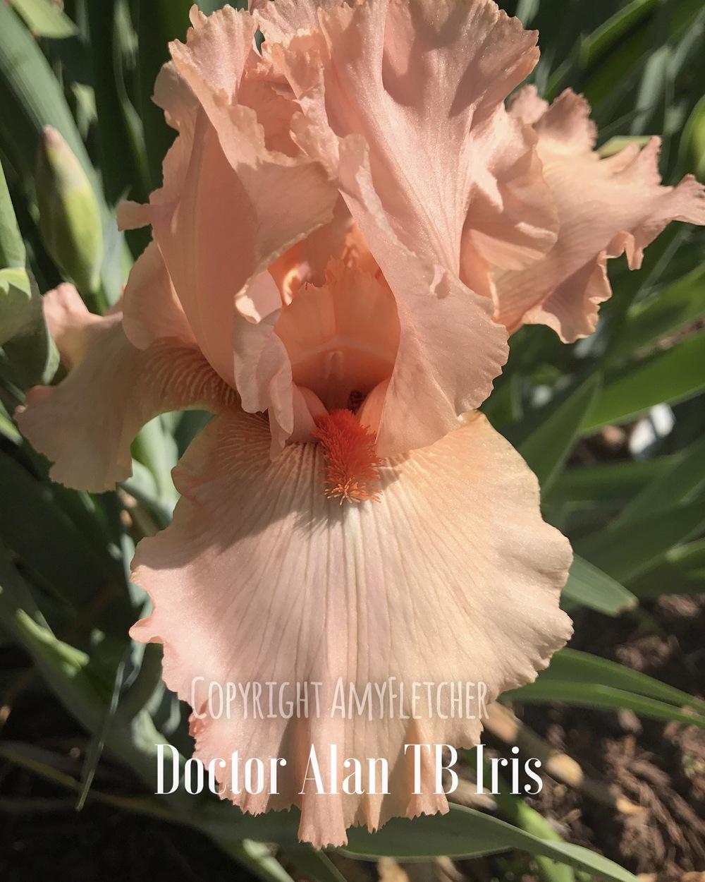 Photo of Tall Bearded Iris (Iris 'Doctor Alan') uploaded by TheIrisLover
