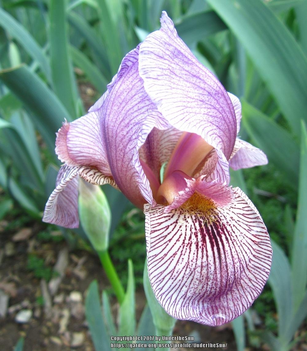 Photo of Arilbred Iris (Iris 'Alakazam') uploaded by UndertheSun