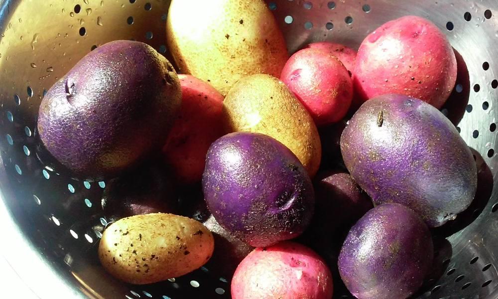 Photo of Potatoes (Solanum tuberosum) uploaded by pixie62560