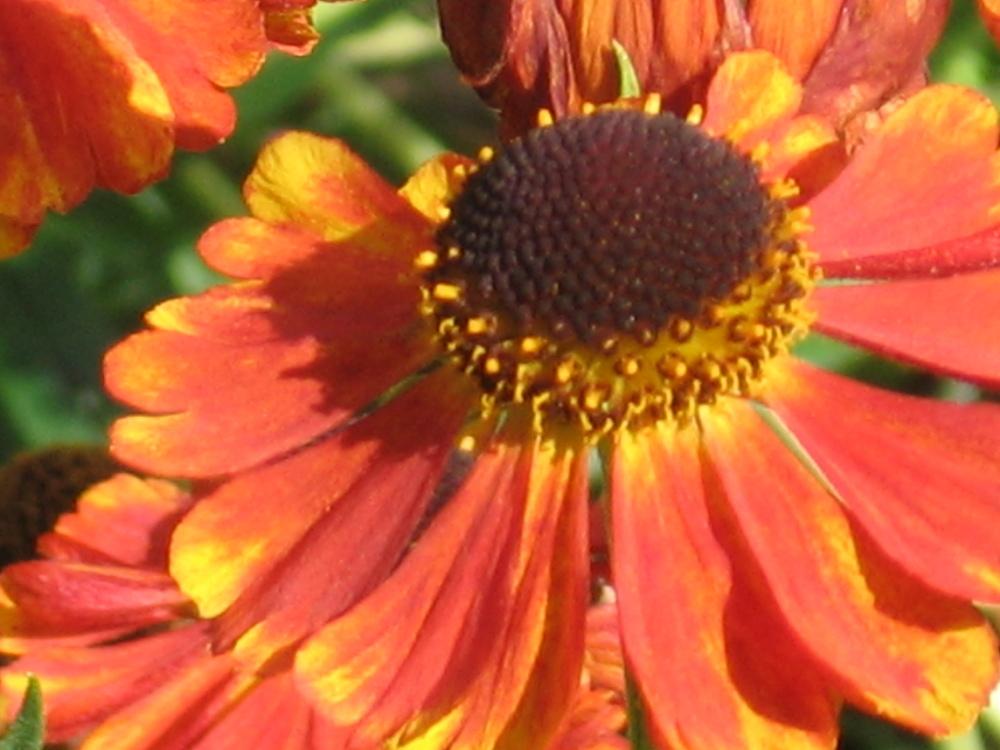 Photo of Helenium autumnale 'Sahin's Early Flowerer' uploaded by pjnew
