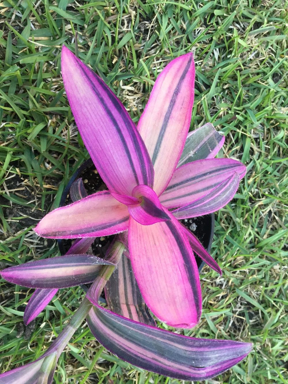 Photo of Variegated Purple Heart (Tradescantia pallida 'Pink Stripe') uploaded by scflowers
