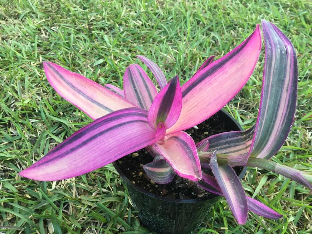 Photo of Variegated Purple Heart (Tradescantia pallida 'Pink Stripe') uploaded by scflowers