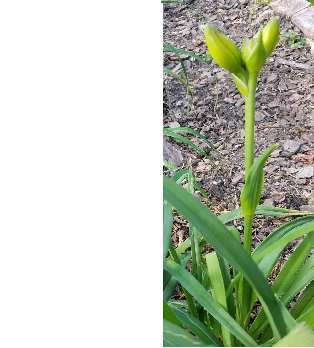 Photo of Daylily (Hemerocallis 'Merlot') uploaded by value4dollars