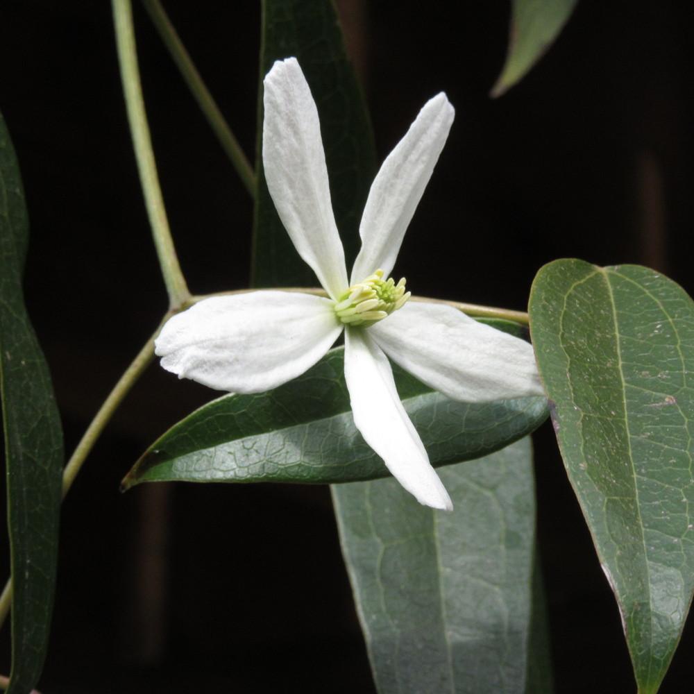 Photo of Clematis (Clematis armandii 'Snowdrift') uploaded by Bonehead