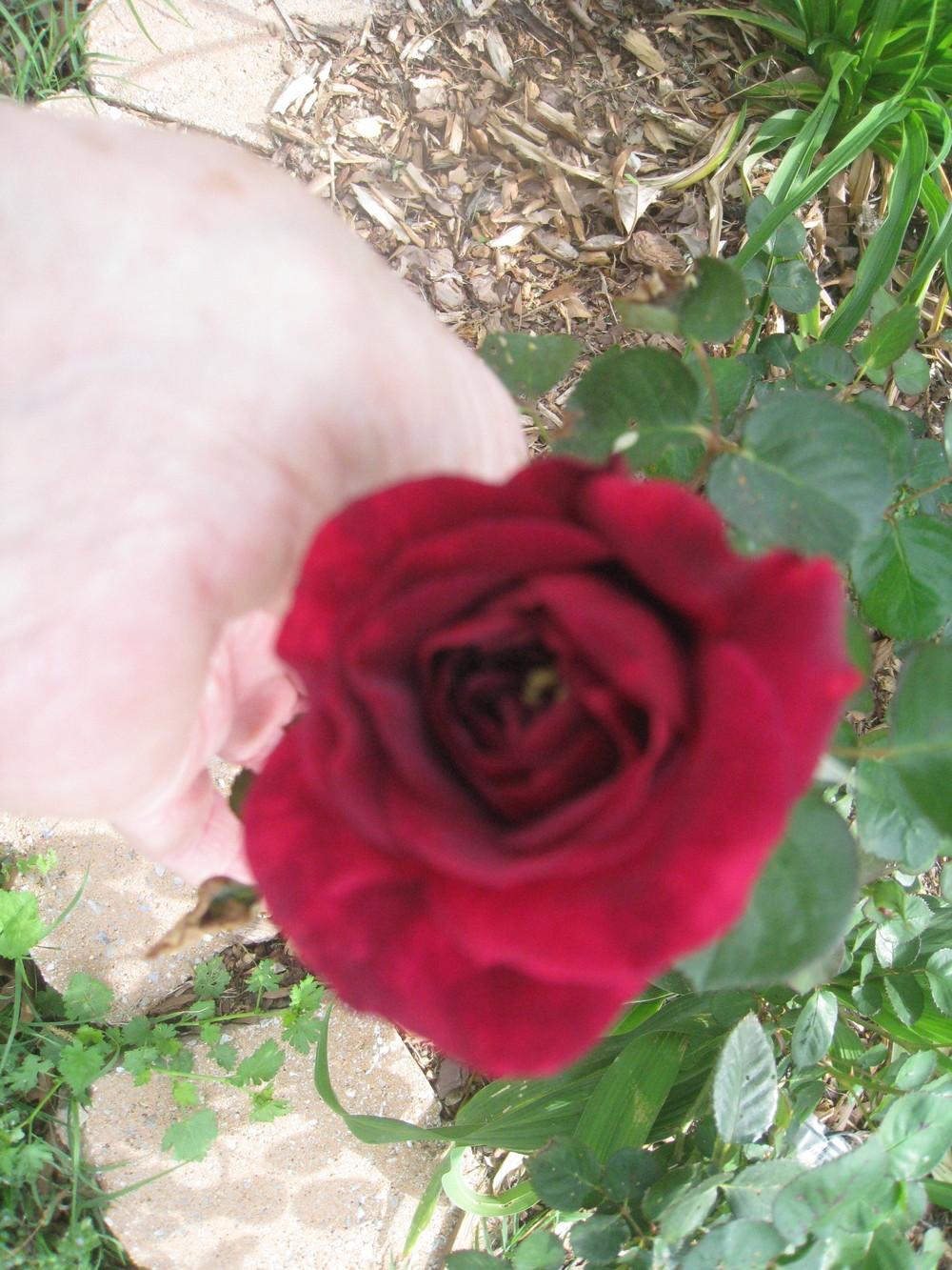 Photo of Rose (Rosa 'Tradescant') uploaded by Hemophobic