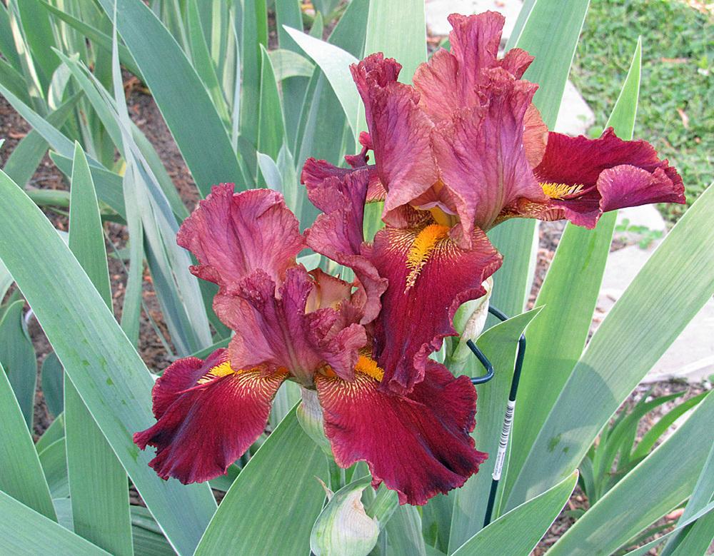 Photo of Tall Bearded Iris (Iris 'Gig Em Glory') uploaded by Lestv