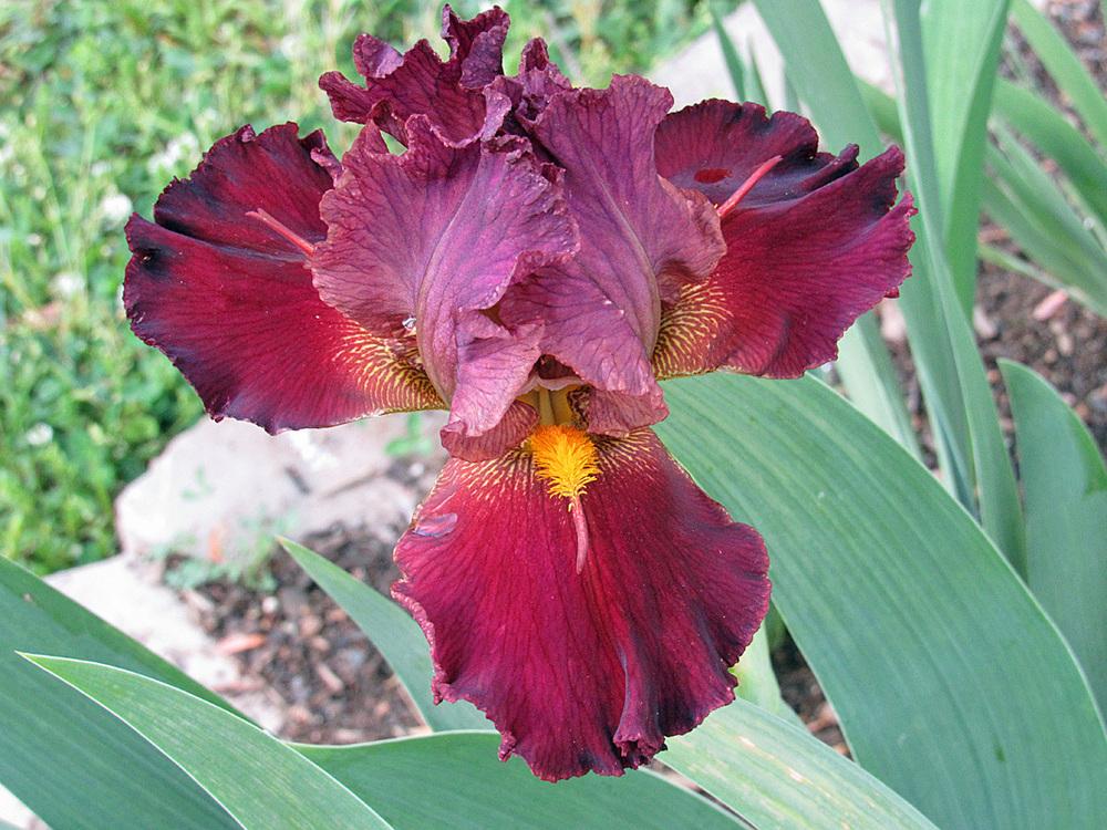 Photo of Tall Bearded Iris (Iris 'Gig Em Glory') uploaded by Lestv