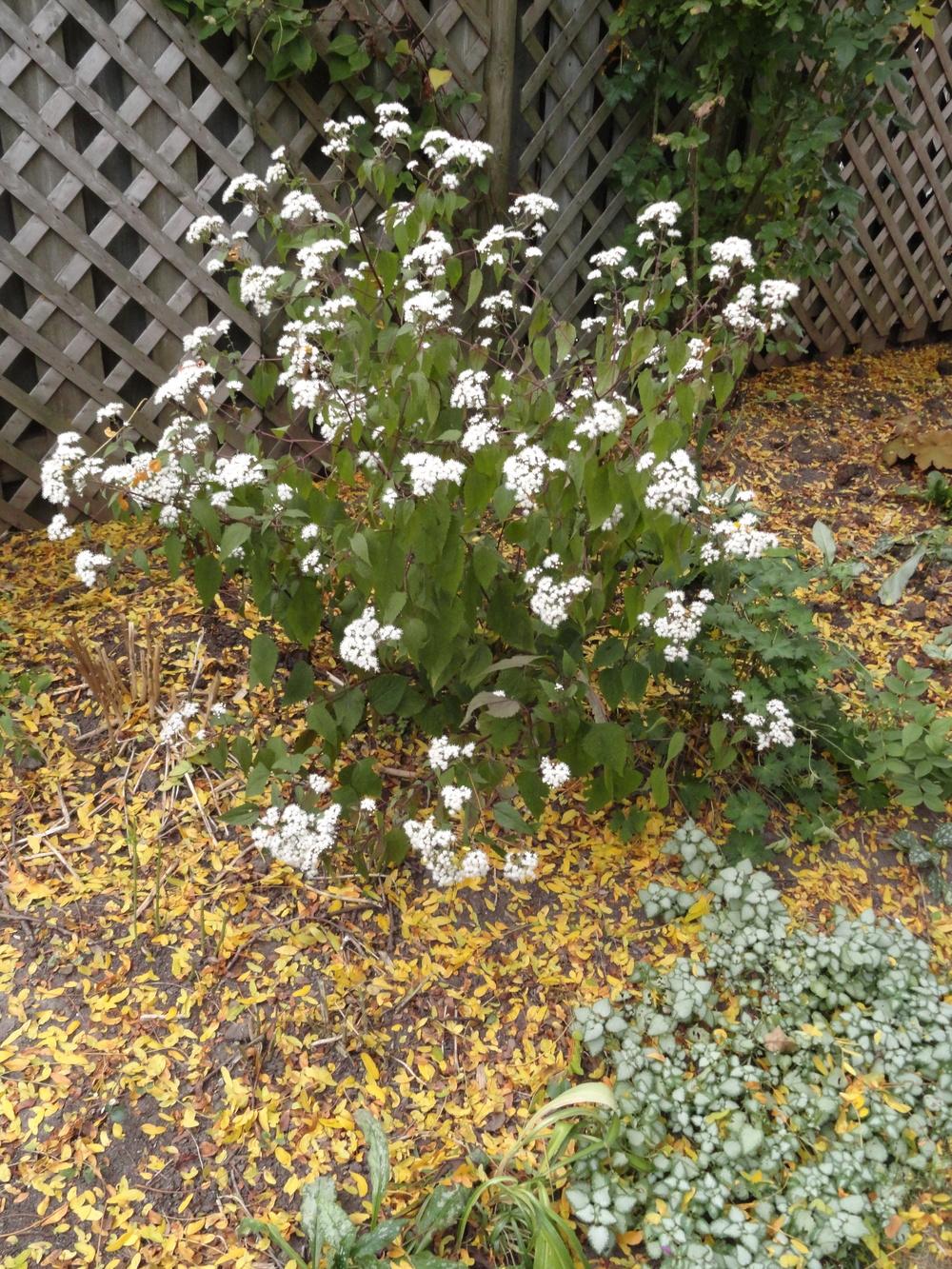 Photo of White Snakeroot (Ageratina altissima) uploaded by SunnyBorders
