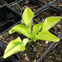 Location: Black Creek Greenhouse in East Earl PA
Date: 2017-04-11
young plant in 4 inch pot. emerging leaves bright pistachio green