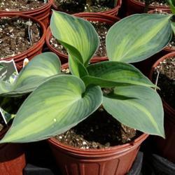 Location: Black Creek Greenhouse in East Earl PA
Date: 2017-04-12
young plant in gallon pot