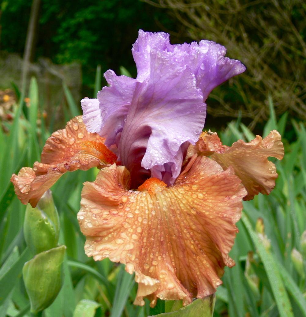 Photo of Tall Bearded Iris (Iris 'Adoree') uploaded by janwax