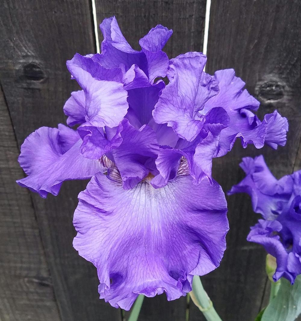 Photo of Tall Bearded Iris (Iris 'Yaquina Blue') uploaded by mesospunky