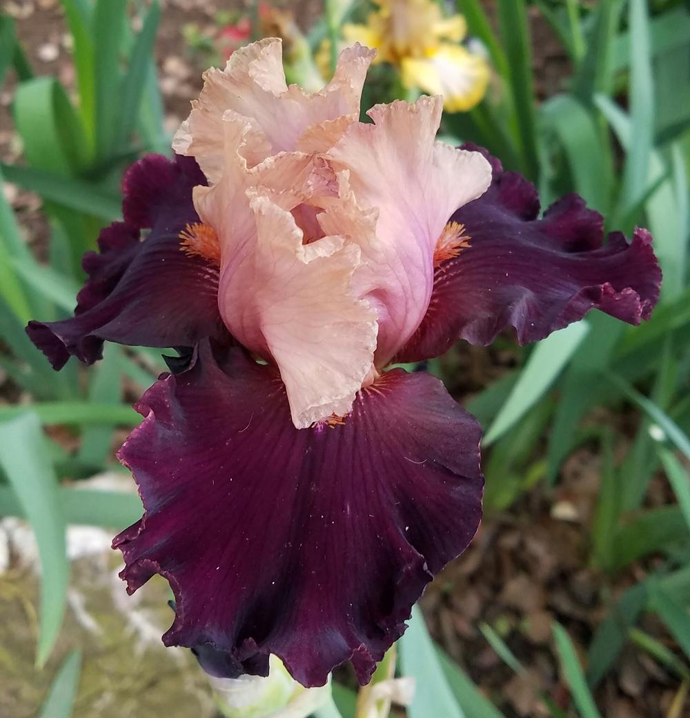 Photo of Tall Bearded Iris (Iris 'Feudalism') uploaded by mesospunky
