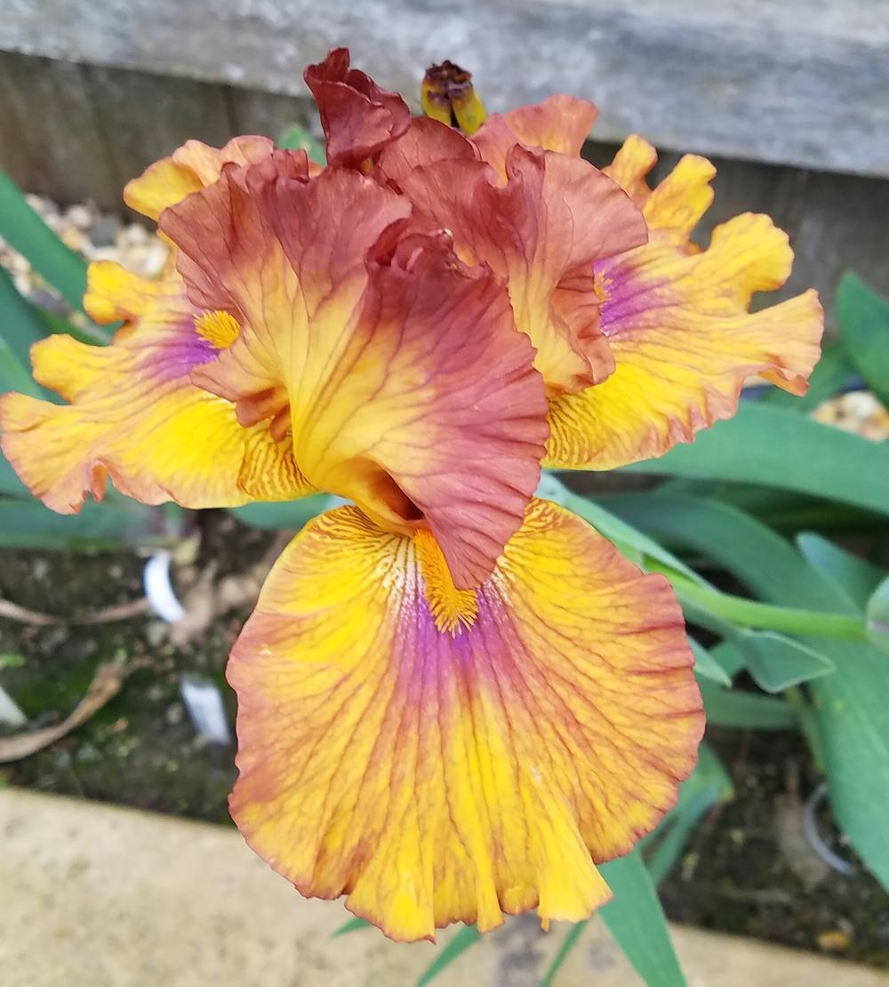 Photo of Tall Bearded Iris (Iris 'Spice Trader') uploaded by mesospunky