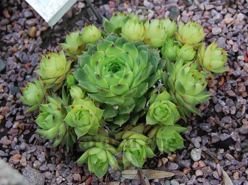 Photo of Hen-and-Chickens (Sempervivum calcareum 'Limelight') uploaded by valleylynn