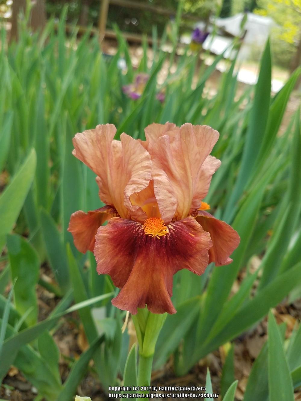 Photo of Intermediate Bearded Iris (Iris 'Safari Sunrise') uploaded by Cuzz4short