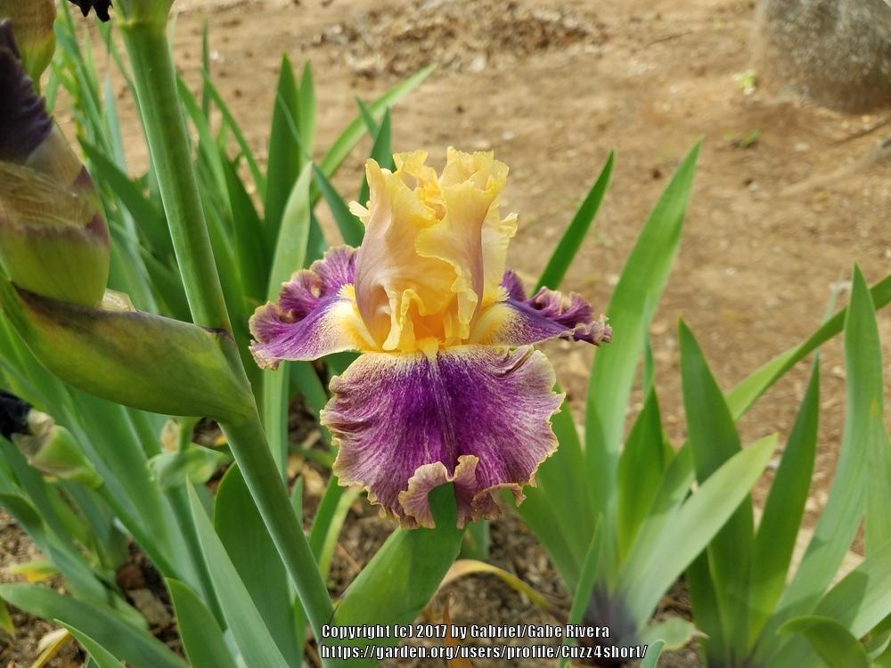 Photo of Tall Bearded Iris (Iris 'Spendthrift') uploaded by Cuzz4short