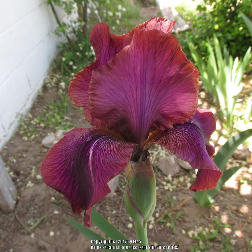 Photo of Arilbred Iris (Iris 'De Nile') uploaded by GreenIris