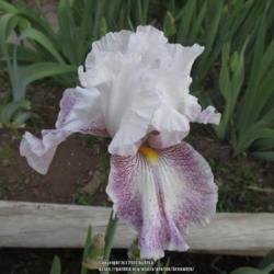 Location: Las Cruces, NM
Date: 2017-04-10
Tall Beardedd Iris Hi There Gorgeous