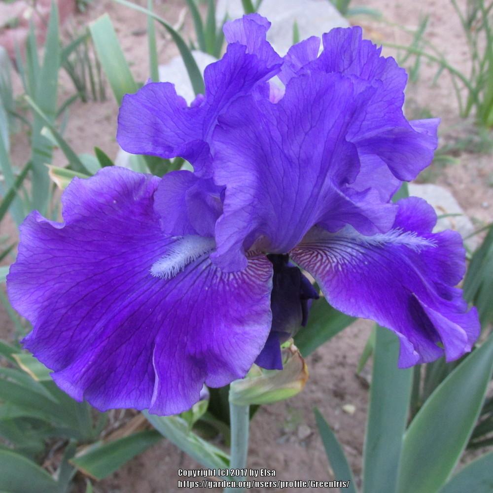 Photo of Tall Bearded Iris (Iris 'Stellar Lights') uploaded by GreenIris