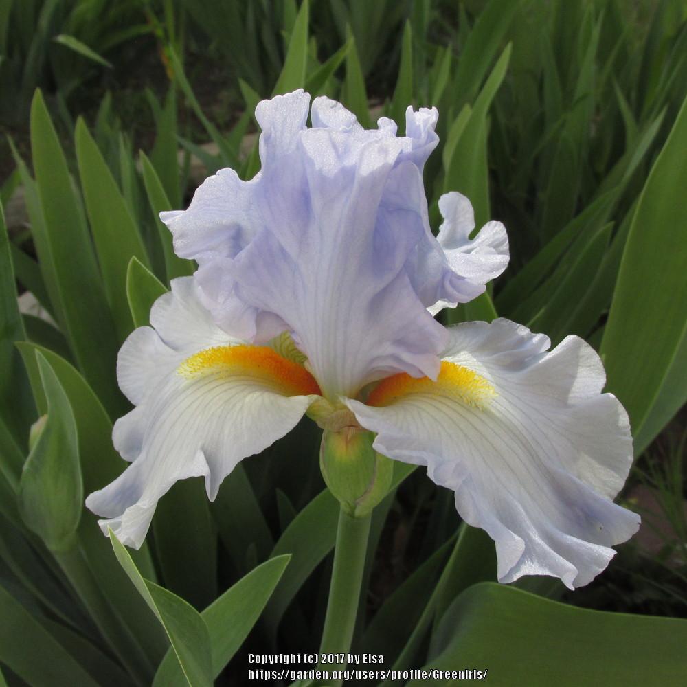 Photo of Tall Bearded Iris (Iris 'Sky and Sun') uploaded by GreenIris