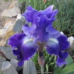 Location: Las Cruces, NM
Date: 2017-04-09
Tall Bearded Iris Daughter of Stars
