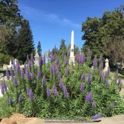 Location: Hamilton Square Garden, Historic City Cemetery, Sacramento CA.
Date: 2017-04-03
Full sun and nature watered with California pioneer monuments as 