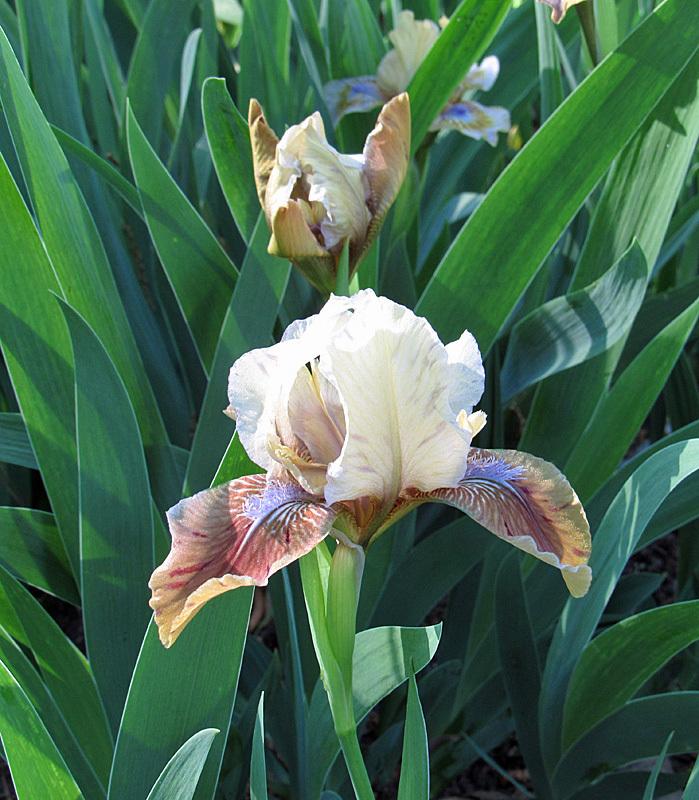 Photo of Standard Dwarf Bearded Iris (Iris 'Indian Pow Wow') uploaded by Lestv