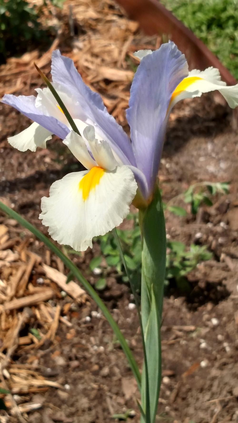 Photo of Dutch Iris (Iris x hollandica 'Silvery Beauty') uploaded by Sarafoot