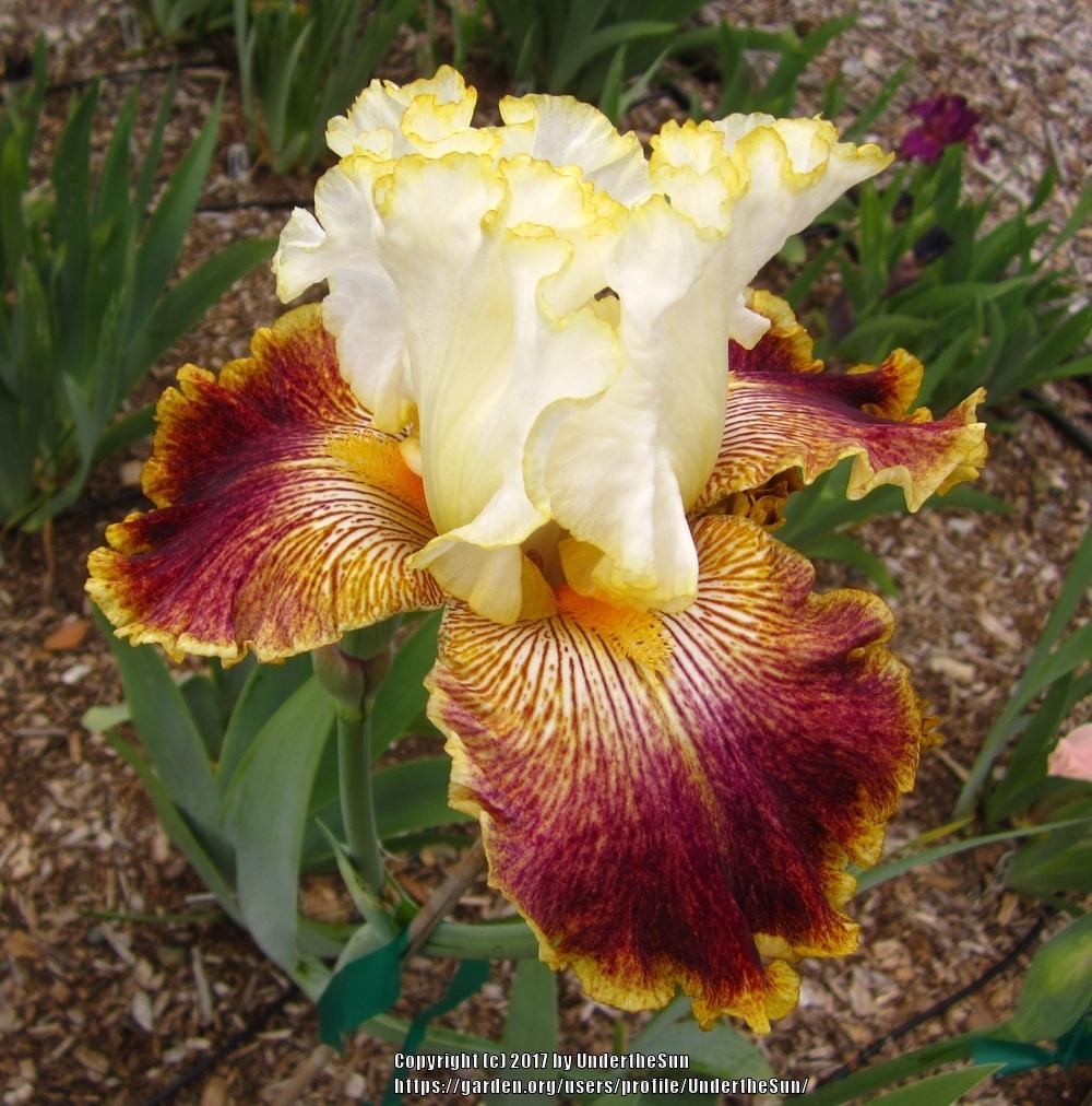 Photo of Tall Bearded Iris (Iris 'Sordid Lives') uploaded by UndertheSun