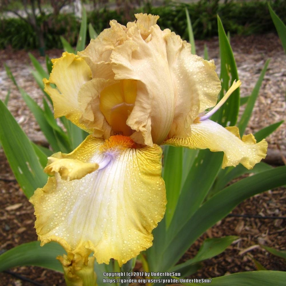 Photo of Tall Bearded Iris (Iris 'Honey Scoop') uploaded by UndertheSun