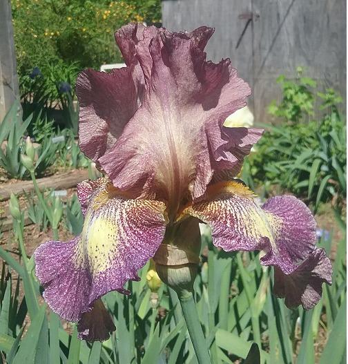 Photo of Tall Bearded Iris (Iris 'Halloween Moon') uploaded by grannysgarden