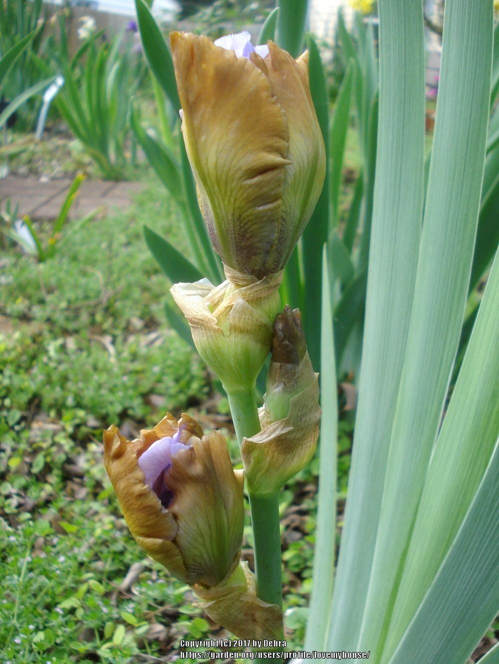 Photo of Tall Bearded Iris (Iris 'Witching') uploaded by lovemyhouse