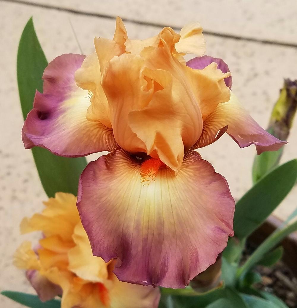 Photo of Tall Bearded Iris (Iris 'Citoyen') uploaded by mesospunky