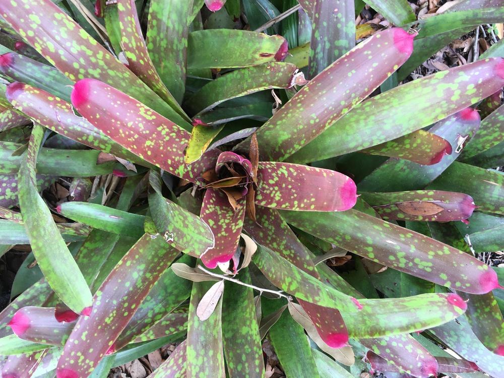 Photo of Painted Fingernail Bromeliad (Neoregelia spectabilis) uploaded by sunkissed
