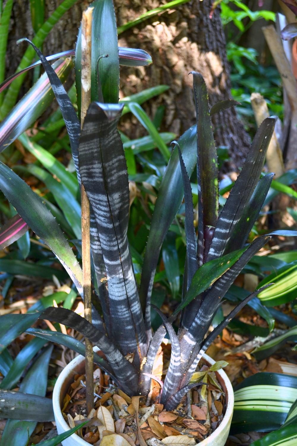 Photo of Billbergia 'Darth Vader' uploaded by sunkissed