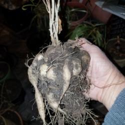 Location: Wilmington, Delaware USA
Date: 2017-04-14
Fat root of a 2 year old plant