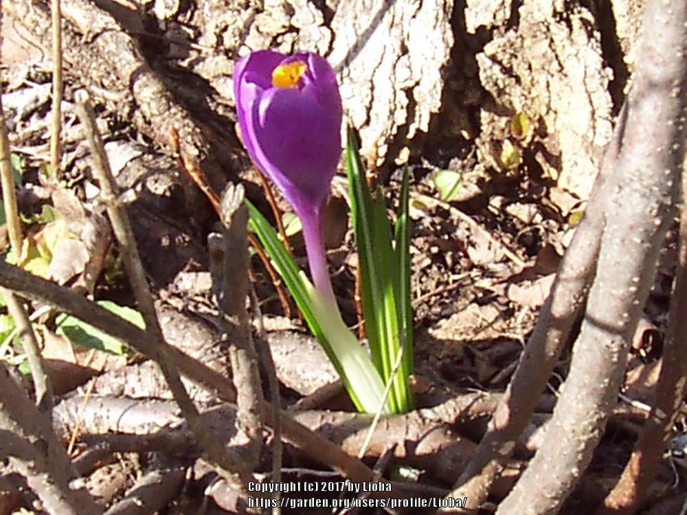 Photo of Spring Crocus (Crocus vernus) uploaded by Lioba