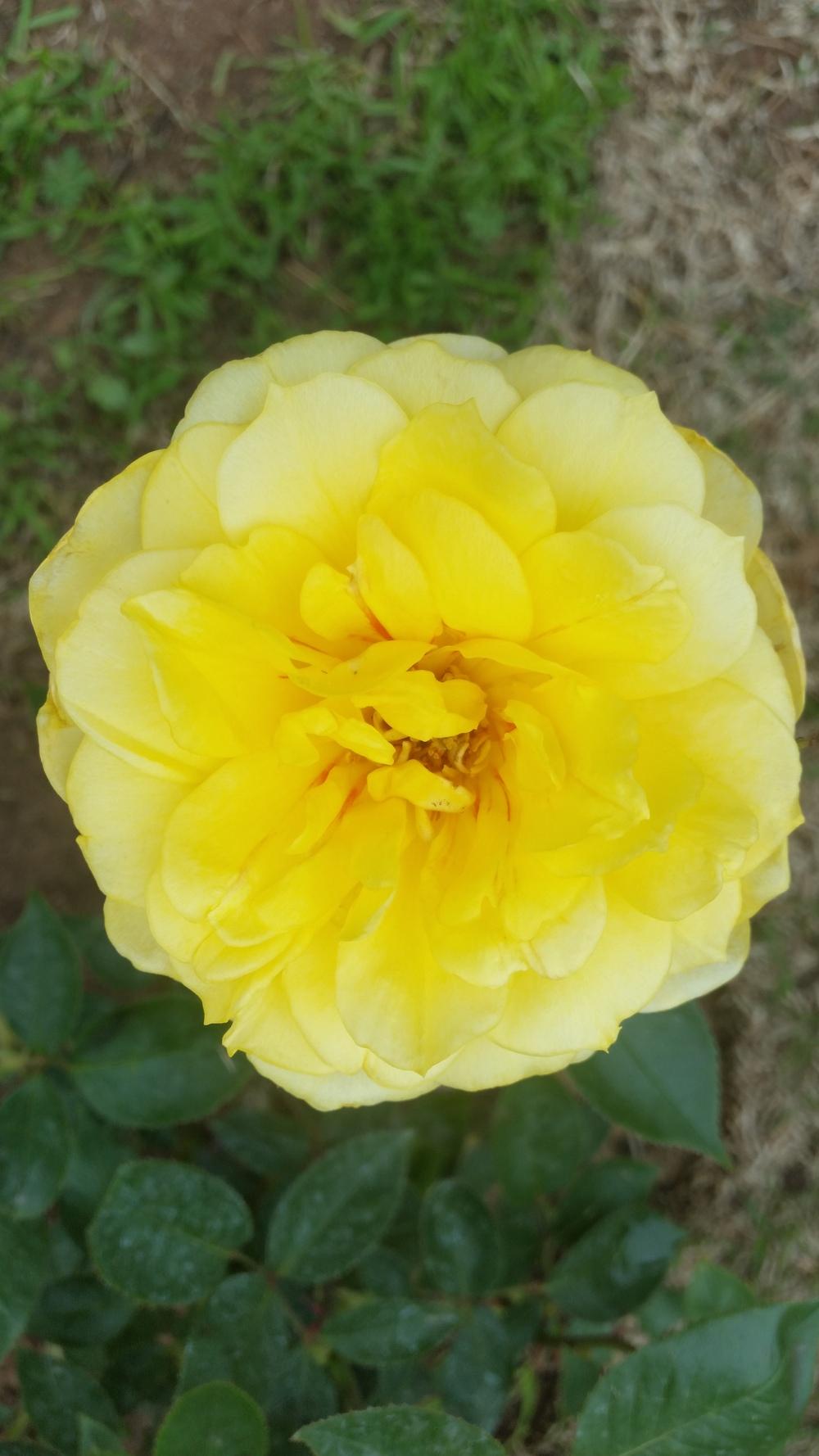 Photo of Rose (Rosa 'Gold Glow') uploaded by Roselover86